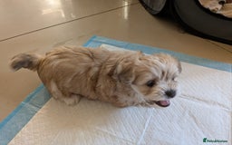 Mixed Breed dogs for sale: Lhasa Apso puppies in Kent - Image 30