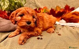 Mixed Breed dogs for sale: Cockapoo/Cavapoo Mix Puppies Available 10 Nov 25 - Image 14