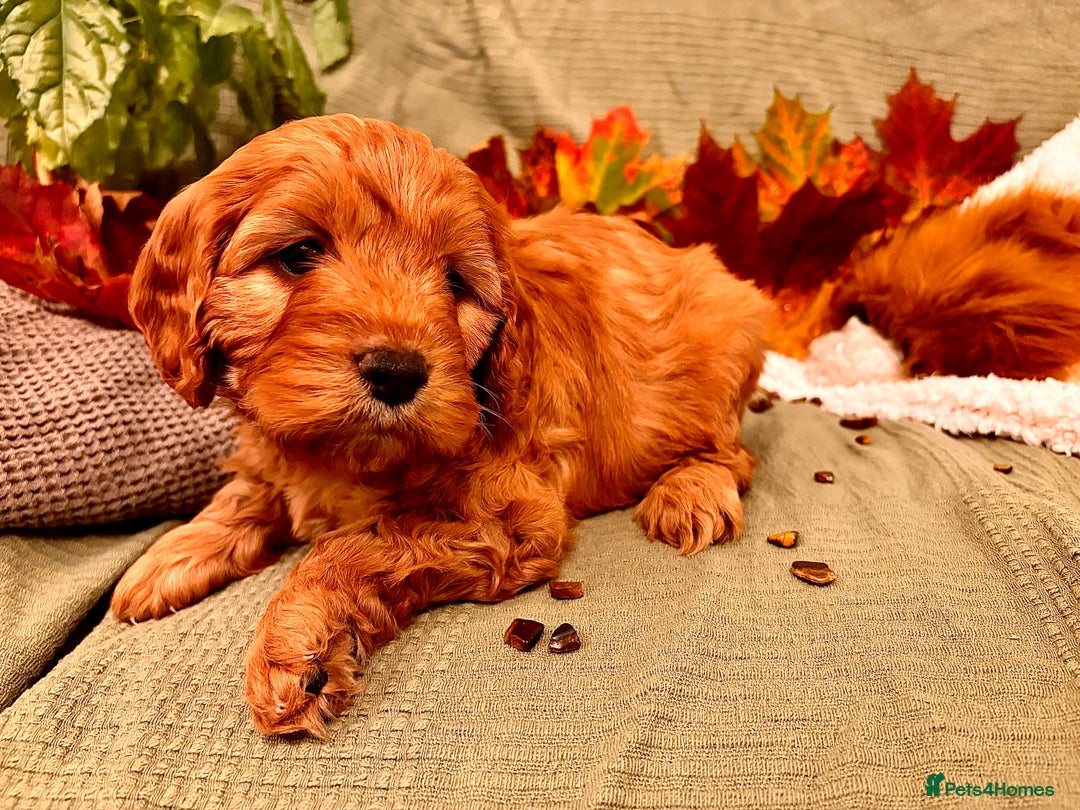 Mixed Breed dogs for sale: Cockapoo/Cavapoo Mix Puppies Available 10 Nov 25 - Image 14