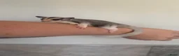 Sugar Glider rodents for sale: Female mosaic sugar glider  - Advert 3