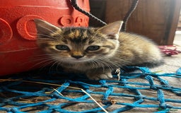Mixed Breed cats for sale: Mixed coloured kittens looking for new homes!  - Image 9