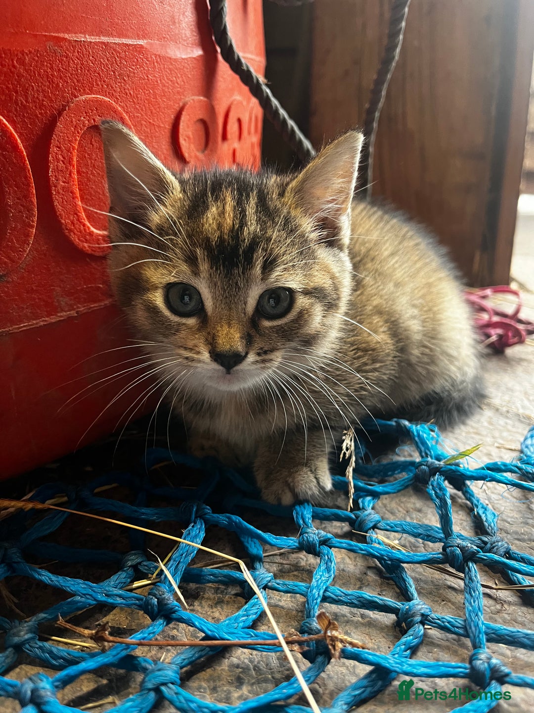 Mixed Breed cats for sale: Mixed coloured kittens looking for new homes!  - Image 9