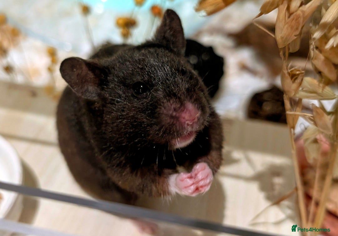 Hamster rodents for sale: Adorable Female Syrian Hamster for Adoption  - Image 8