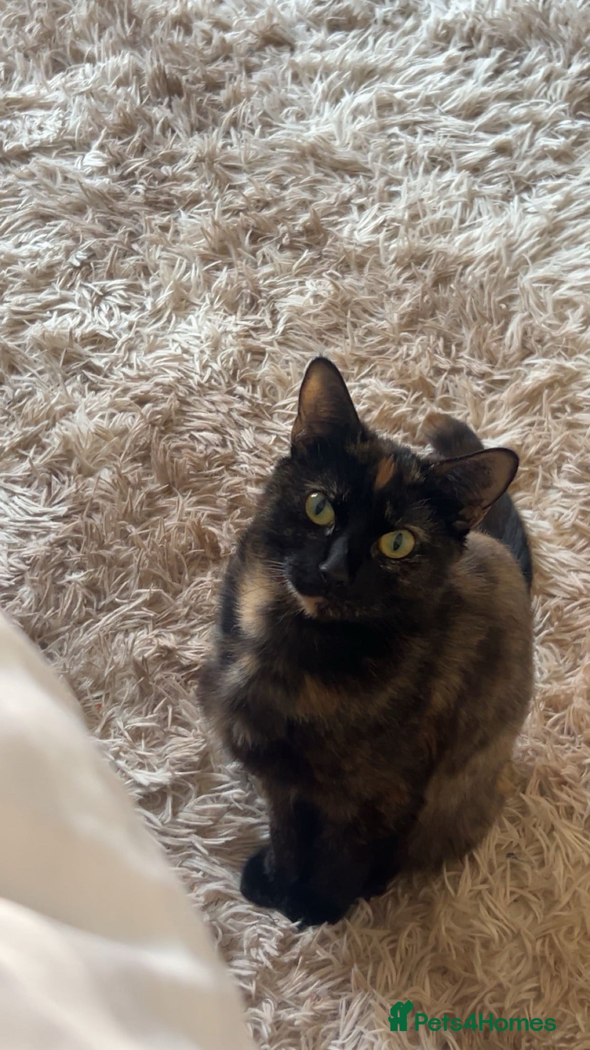 Mixed Breed cats Mixed breed kittens - Advert 1