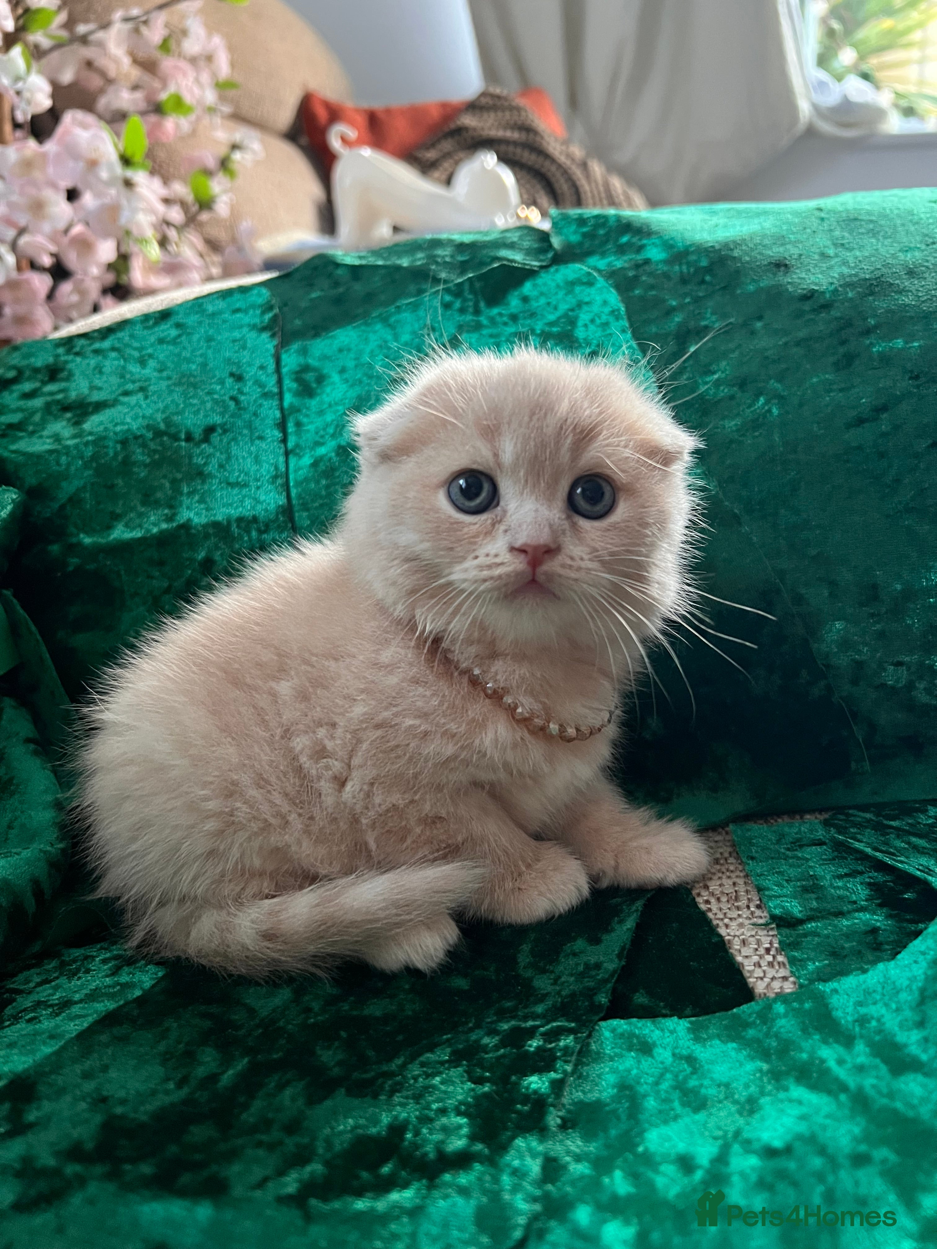 Scottish Fold cats for sale: 😻SCOTTISH FOLD 😻 CREAM & RED COLOUR 😻 - Advert 17