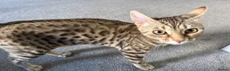 Bengal cats for sale: Bengal Kitten Looking for a Loving New Home 🐾💗 - Advert 2