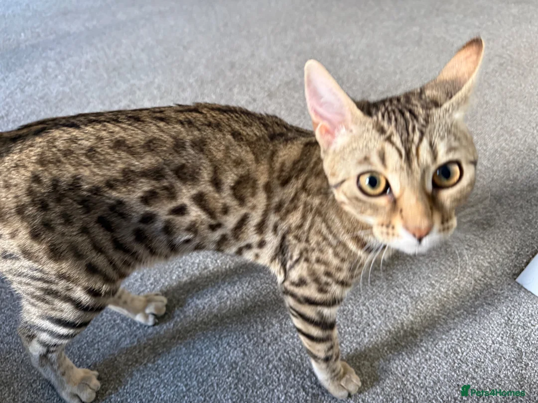 Bengal cats for sale: Bengal Kitten Looking for a Loving New Home 🐾💗 - Advert 2