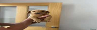 Labrador Retriever 2
