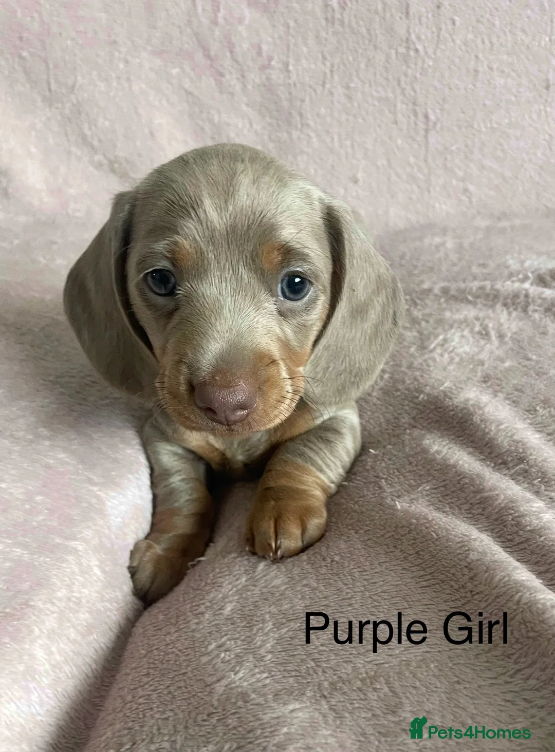 Miniature Dachshund dogs for sale: Stunning Isabella & Tan Litter  - Advert 5