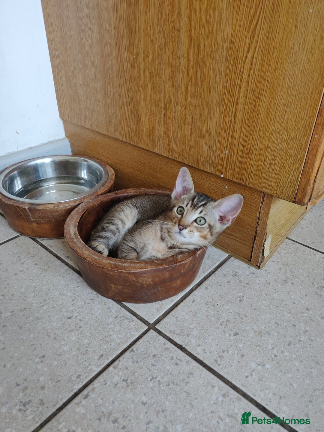 Mixed Breed cats for sale: Abyssinian x Snow Bengal  - Image 13