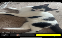 Domestic Shorthair cats for sale: Kitler🤍 possibly looking to rehome  - Image 6