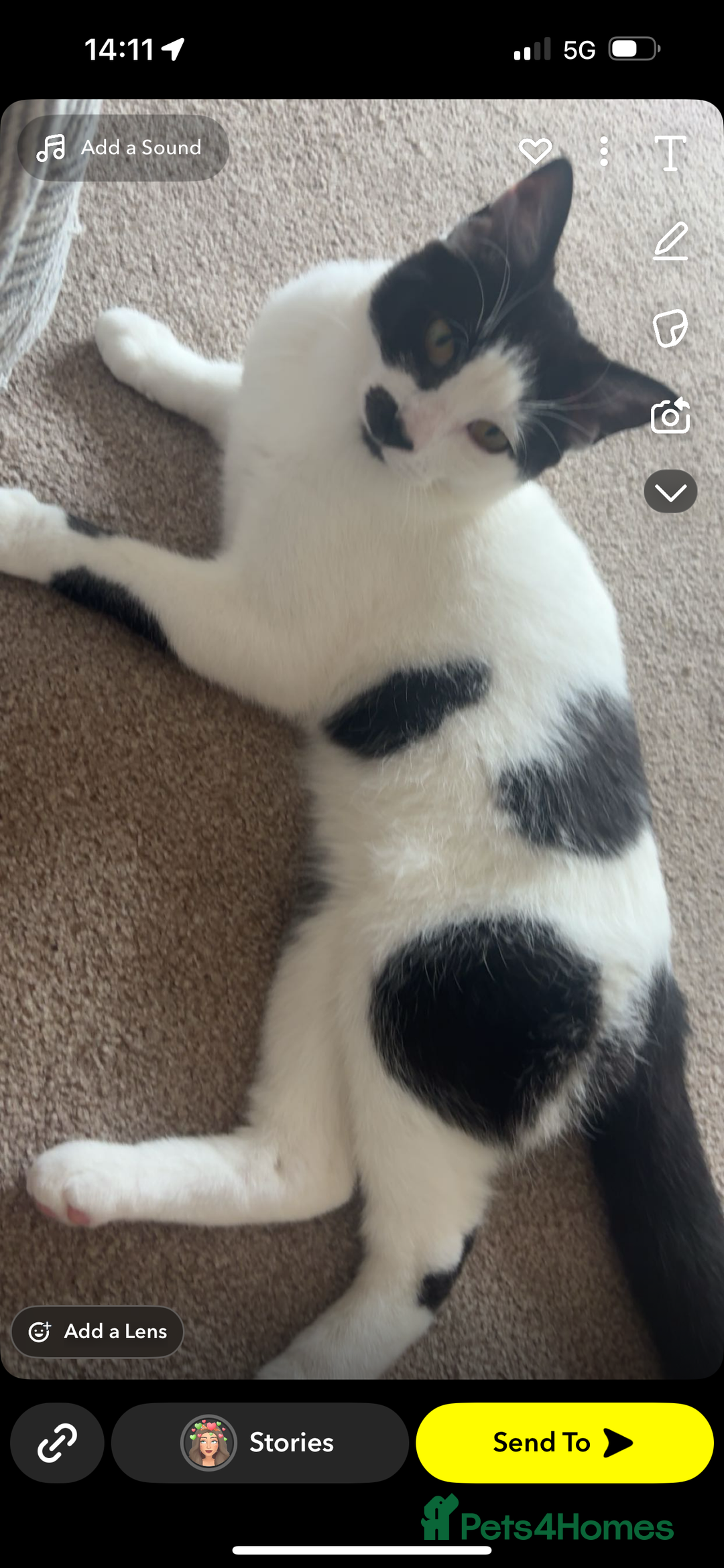 Domestic Shorthair cats for sale: Kitler🤍 possibly looking to rehome  - Image 6