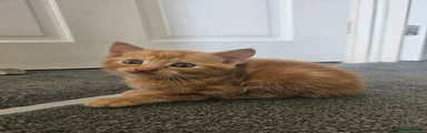 Mixed Breed Kitten 1