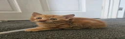 Mixed Breed cats for sale: Beautiful mixed ginger calico kittens for sale - Advert 16