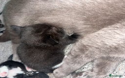 Russian Blue cats for sale: 4 beautiful Russian blue mix  - Image 11