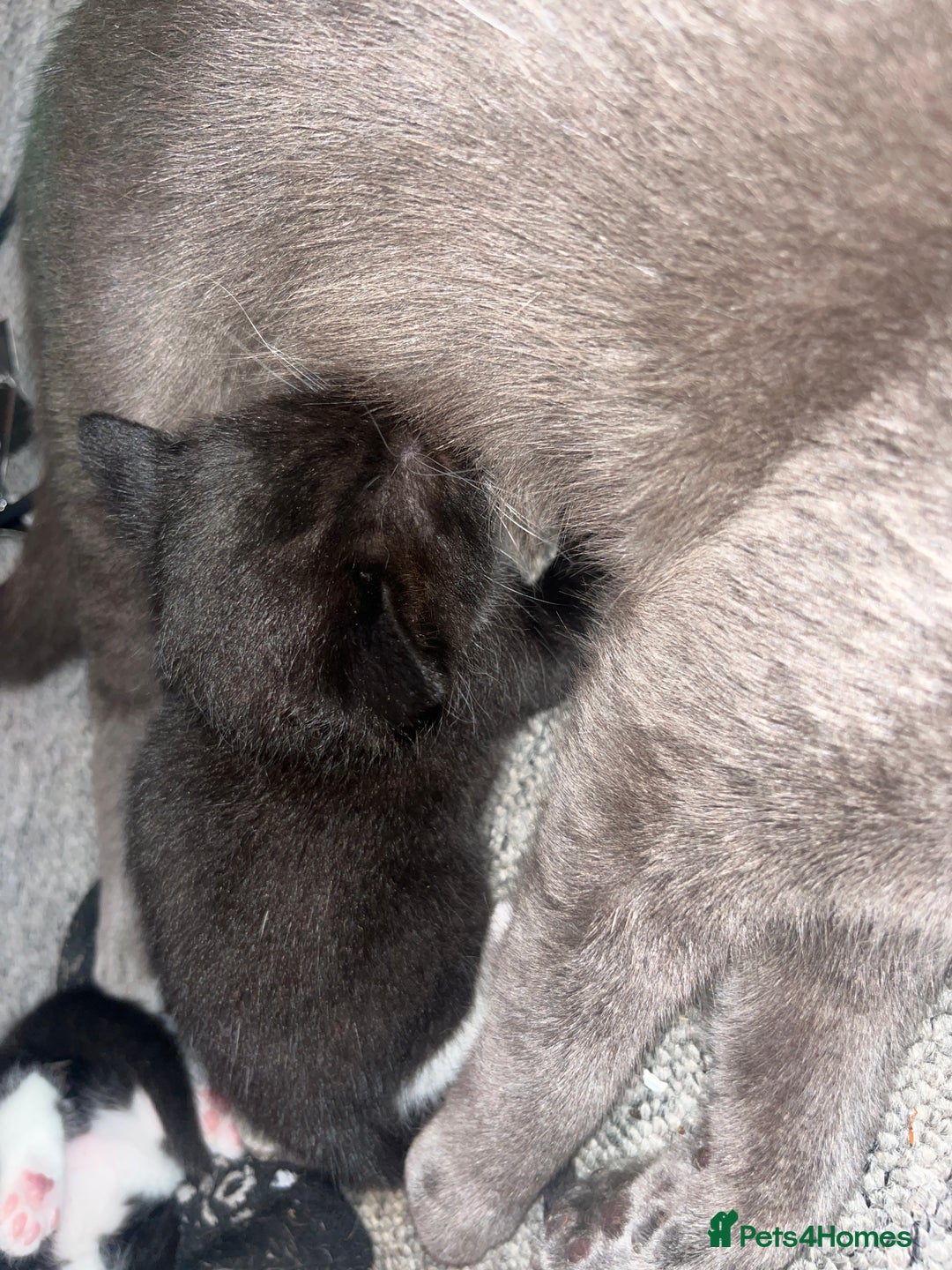 Russian Blue cats for sale: 4 beautiful Russian blue mix  - Image 11