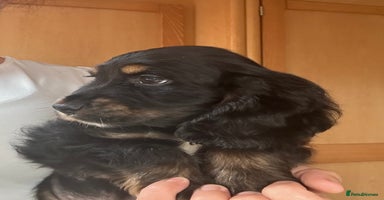 Cocker Spaniel dogs - Advert 9