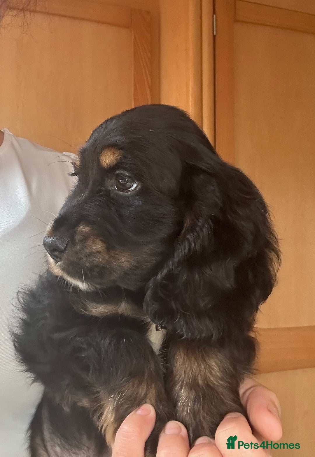 Cocker Spaniel dogs for sale: 🩷one girl available 💙2 boys available  🐶🐶 - Image 5