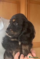 Cocker Spaniel dogs - Advert 9