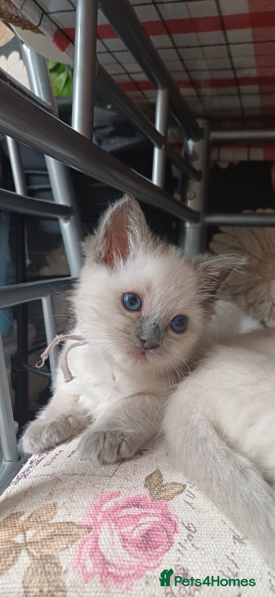 Ragdoll cats for sale: Gorgeous Ragdoll kittens  in Tetbury - Advert 6