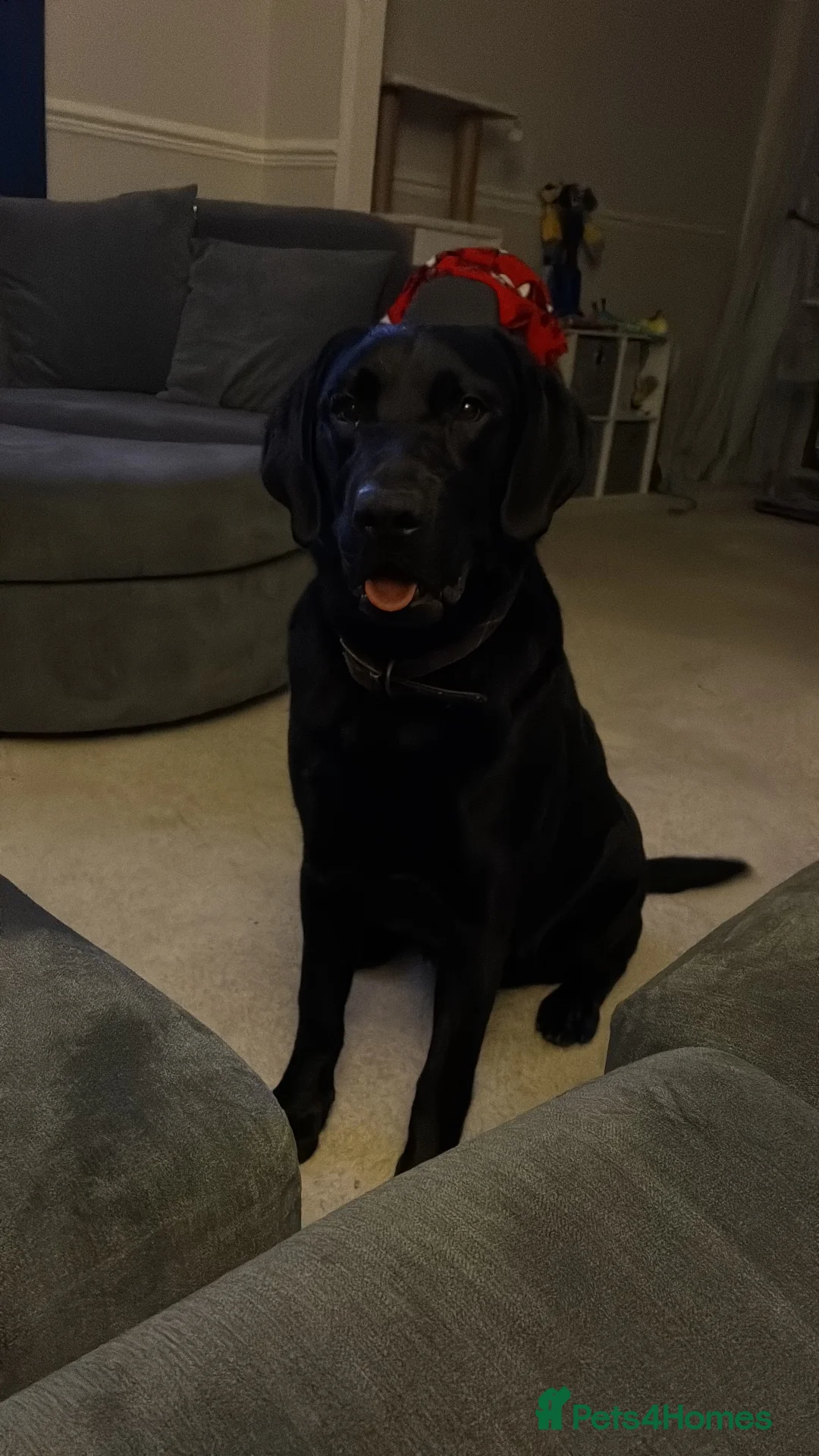 Labrador Retriever dogs for sale: Black Labrador  in Telford - Advert 2