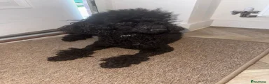 Miniature Poodle 1