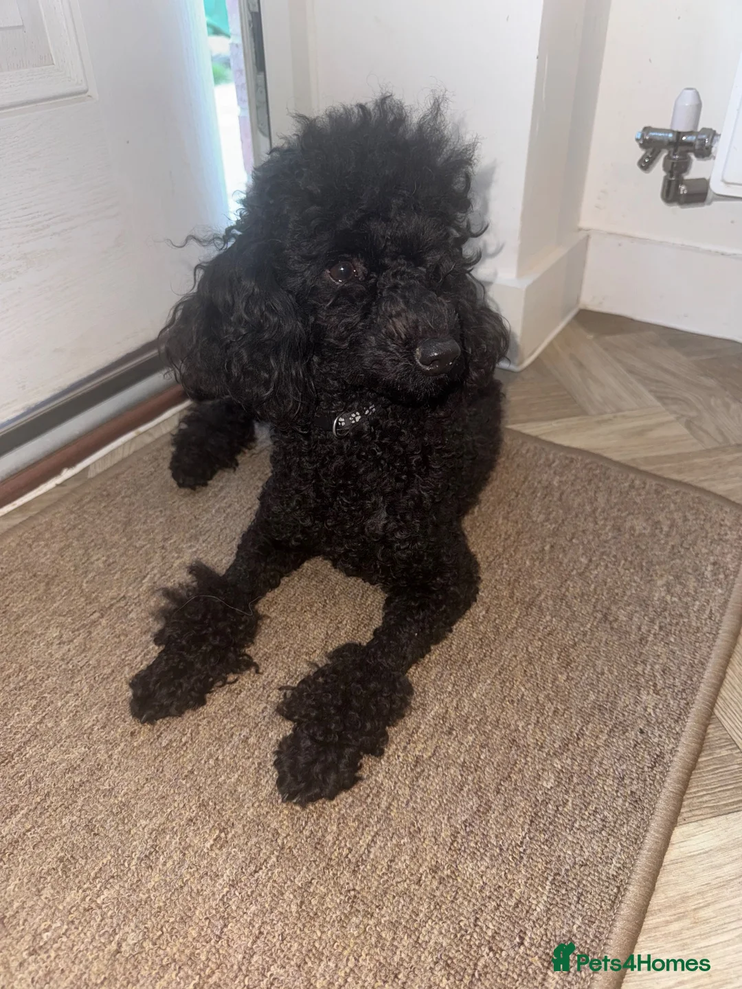Miniature Poodle dogs for sale: Apricot pup in Newark - Advert 2