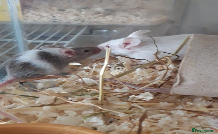 Mouse rodents in Manchester - Advert 6
