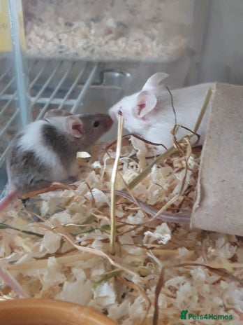Mouse rodents in Manchester - Advert 1