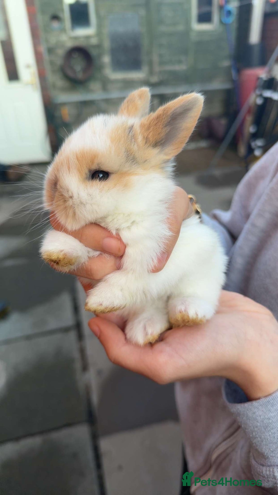 Mini Lion Lop rabbits for sale: Baby lion lops for sale  - Image 6