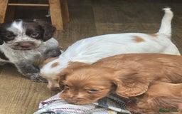 Cocker Spaniel dogs for sale: Cocker spaniel puppies  - Image 2