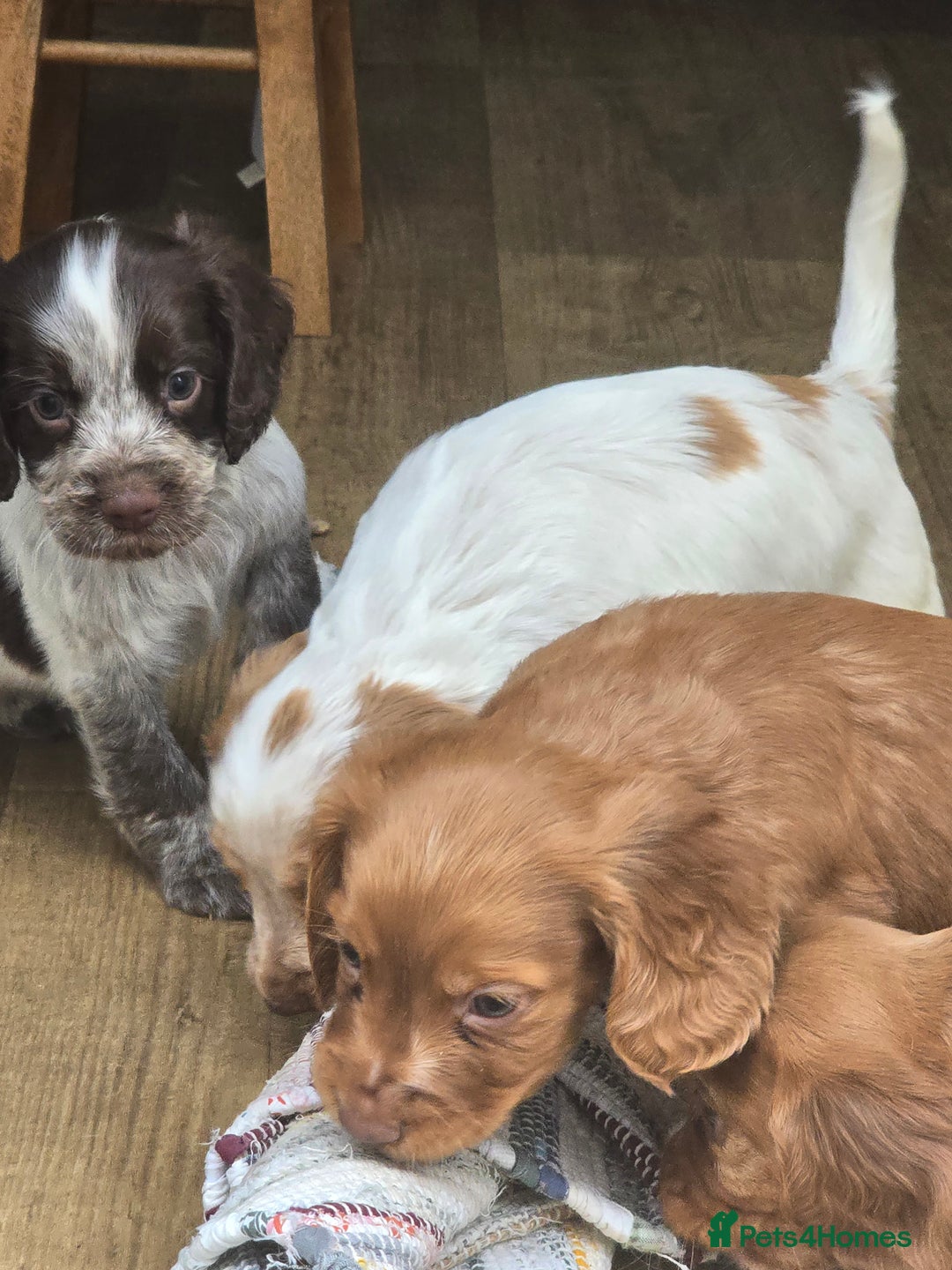 Cocker Spaniel dogs for sale: Cocker spaniel puppies  - Image 2