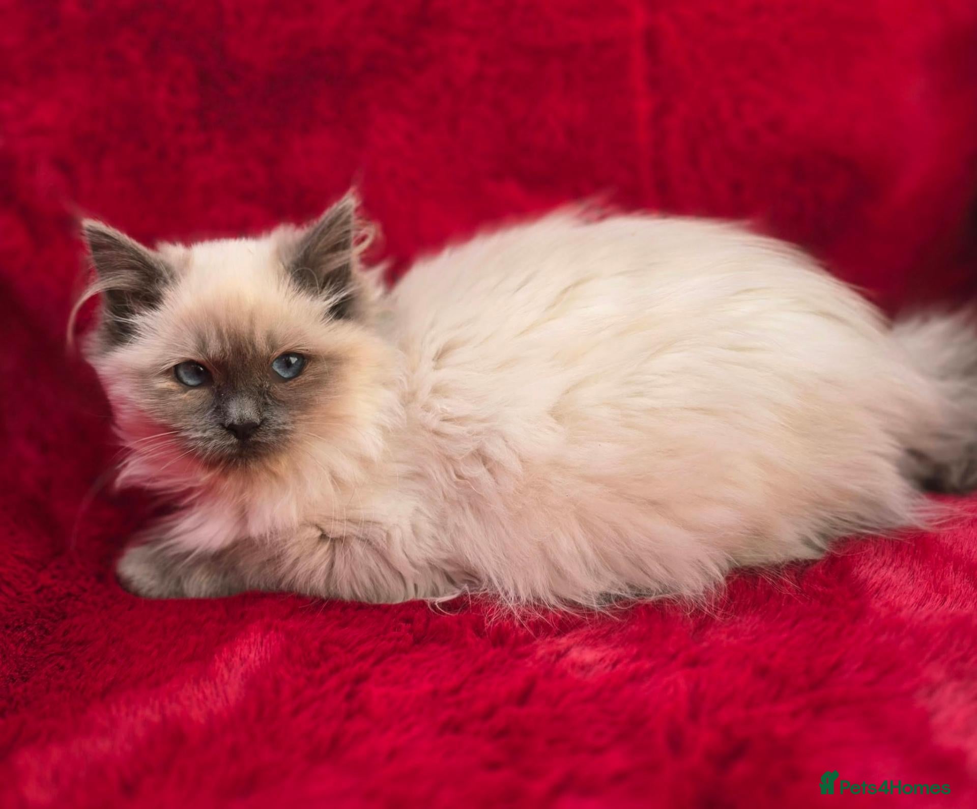 Ragdoll cats for sale: GCCF Registered Ragdoll Kittens  - Advert 2