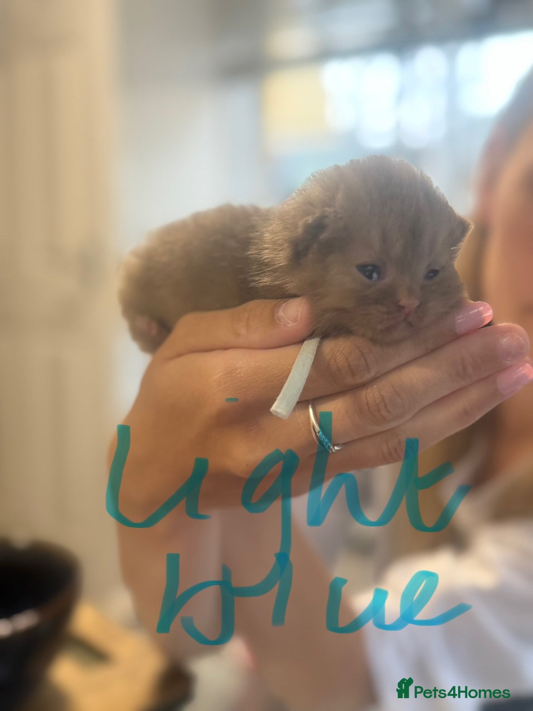 British Shorthair cats for sale: British shorthair kittens  - Image 14