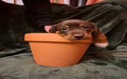 Cockerdor dogs for sale: Rare coloured stunning Cockerdor pups  - Image 10