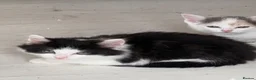 Mixed Breed cats for sale: 8 kittens available  in Leicester - Advert 9
