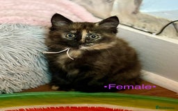 Mixed Breed cats for sale: Beautiful kittens for sale ~ 4 ginger, 1 tortie - Image 6
