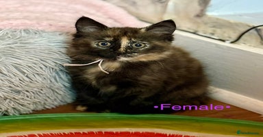 Mixed Breed cats - Advert 8