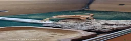 Bearded Dragon reptiles for sale: bearded dragon in Milton Keynes - Advert 4