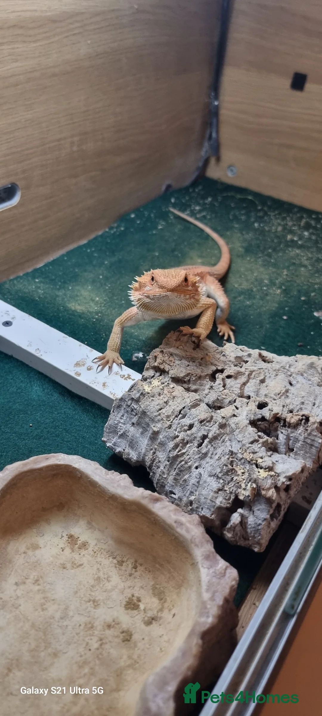 Bearded Dragon reptiles for sale: bearded dragon in Milton Keynes - Advert 4