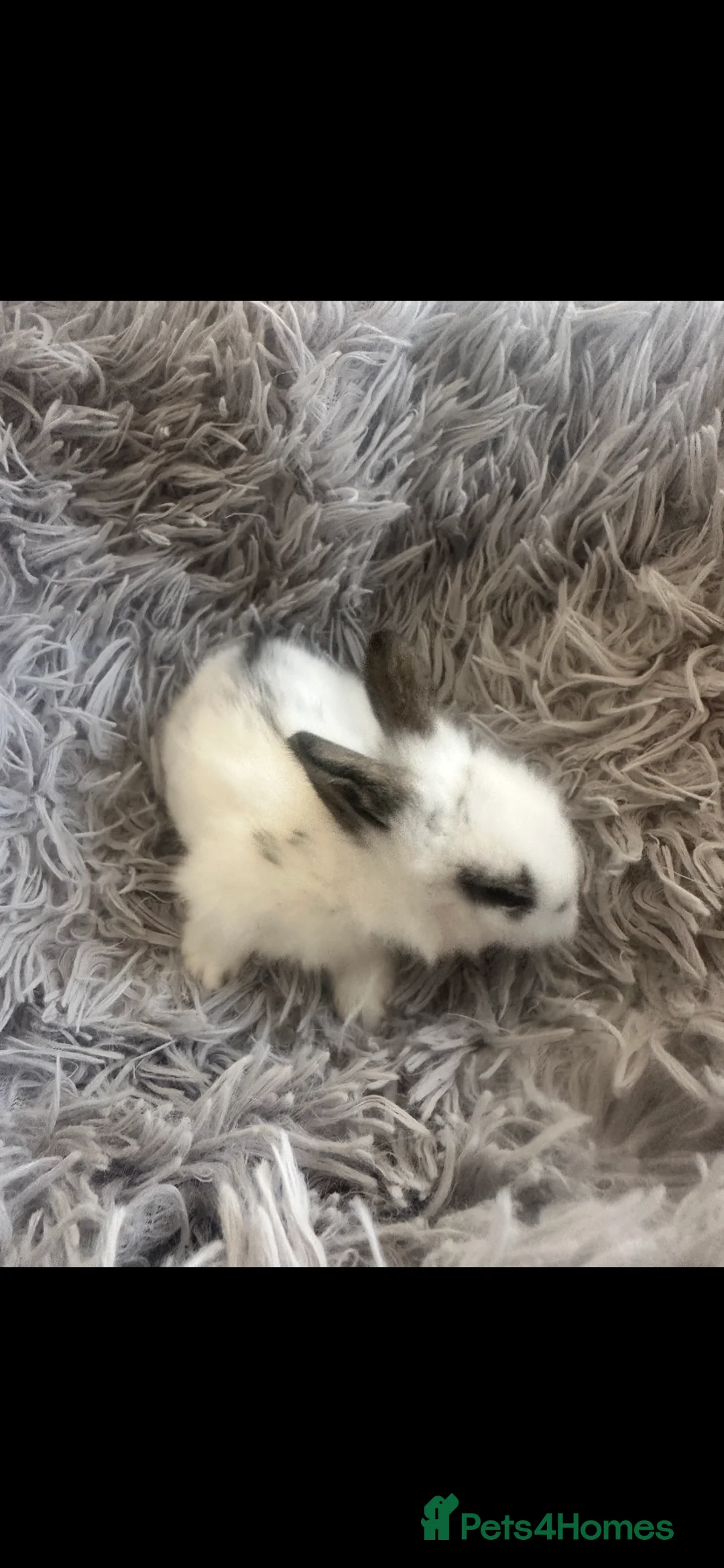 Lionhead rabbits for sale: Adorable Lionhead rabbits looking for Loving Homes in Bedford - Advert 7