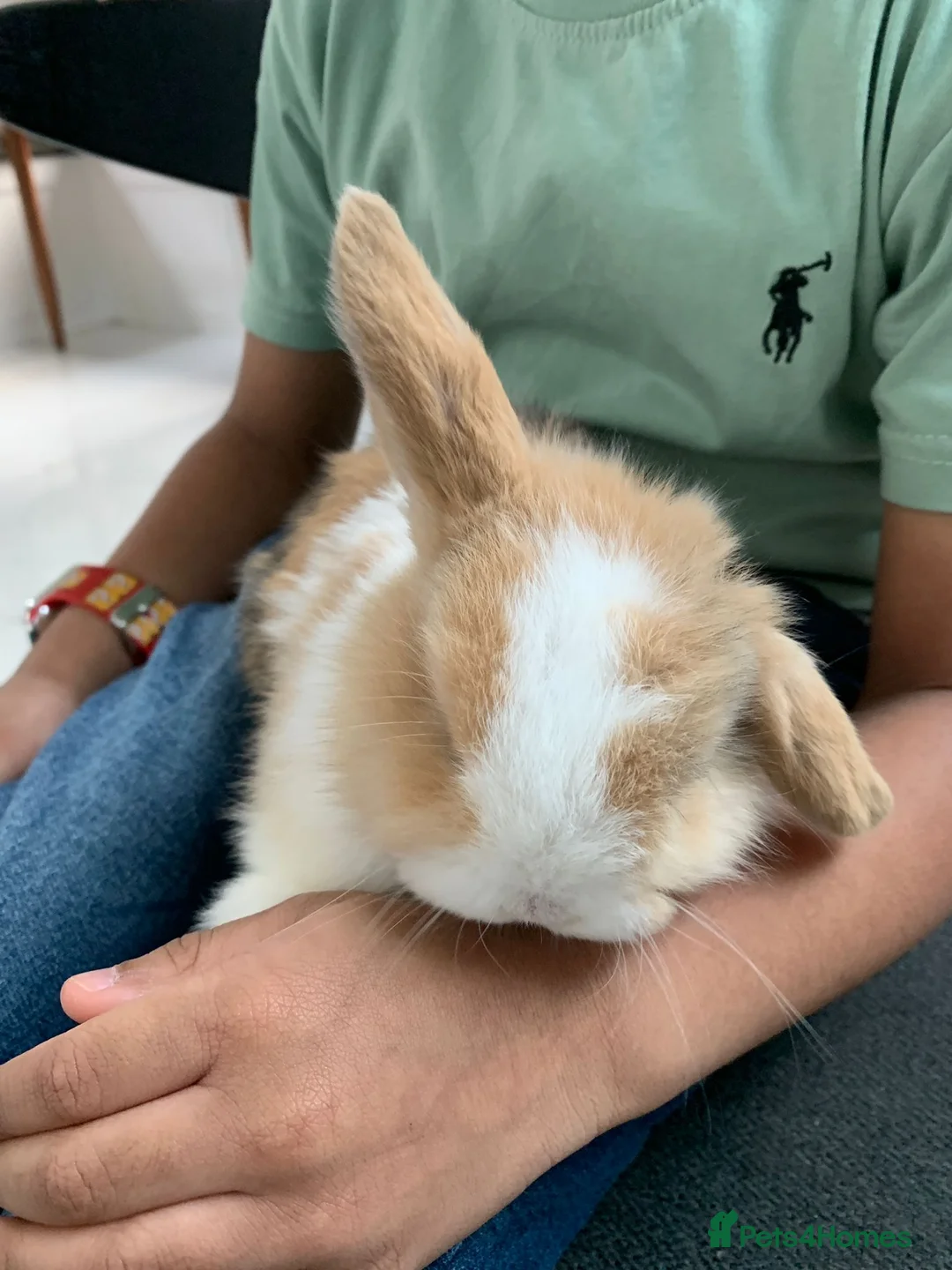 Mini Lop rabbits for sale: 3 Mini Lop Kits  - Advert 3