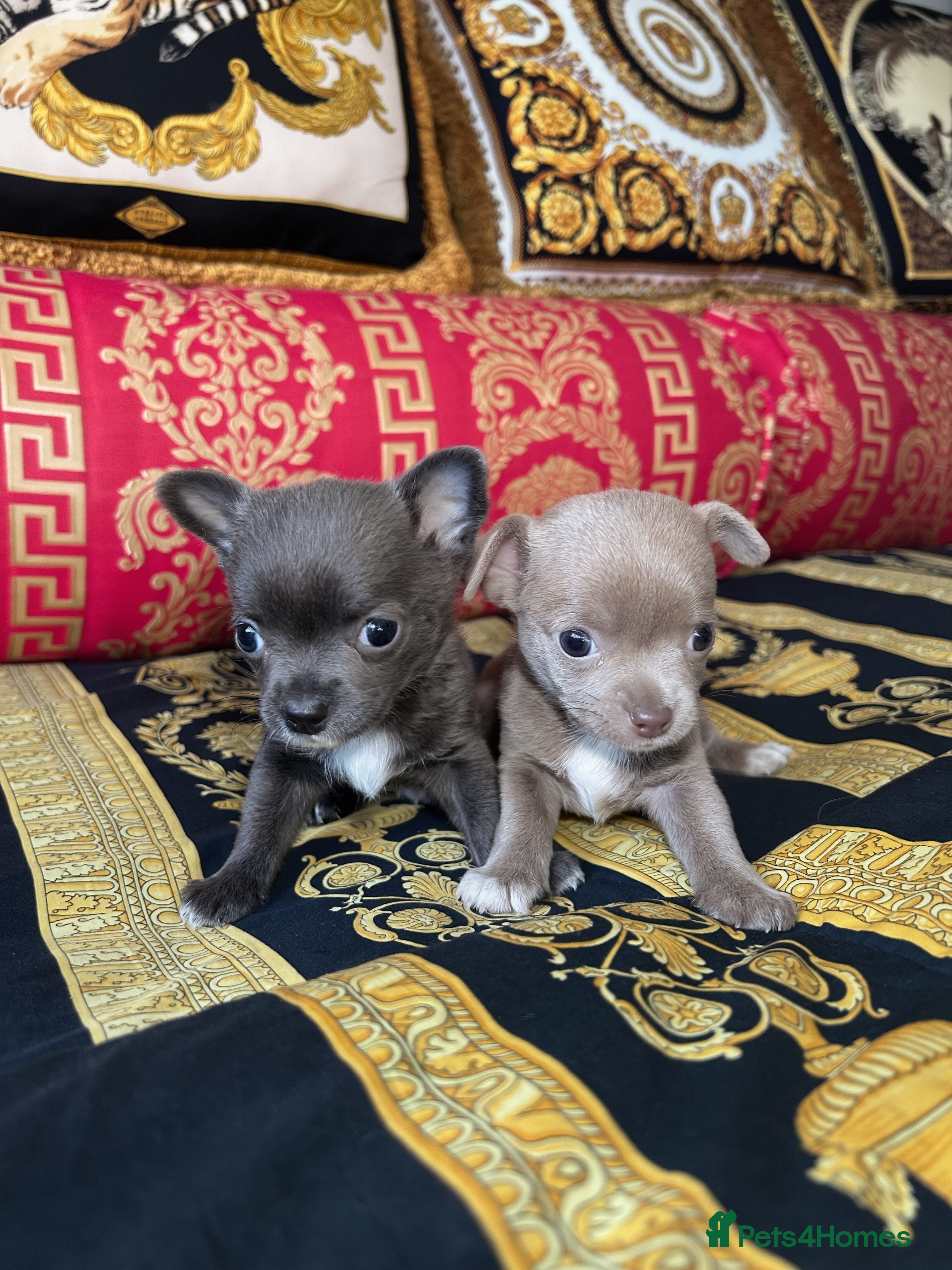 Chihuahua dogs 1 blue 1 lilac girl available KC viewings welcome - Advert 4