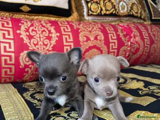 Chihuahua dogs 1 blue 1 lilac girl available KC viewings welcome - Advert 4