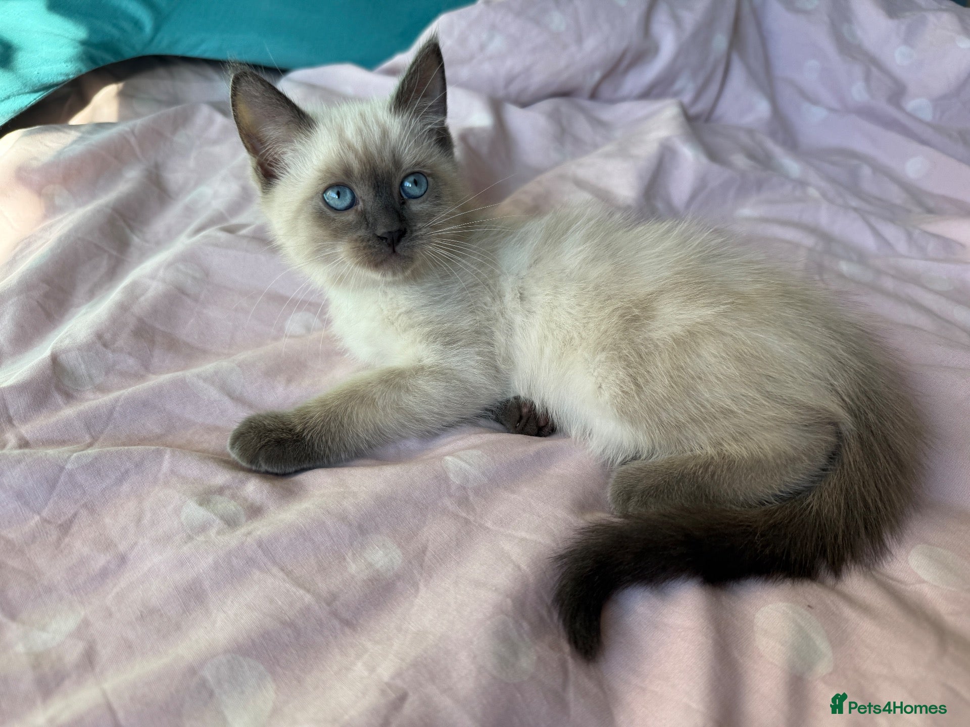 Ragdoll cats Male Ragdoll kitten - Advert 2