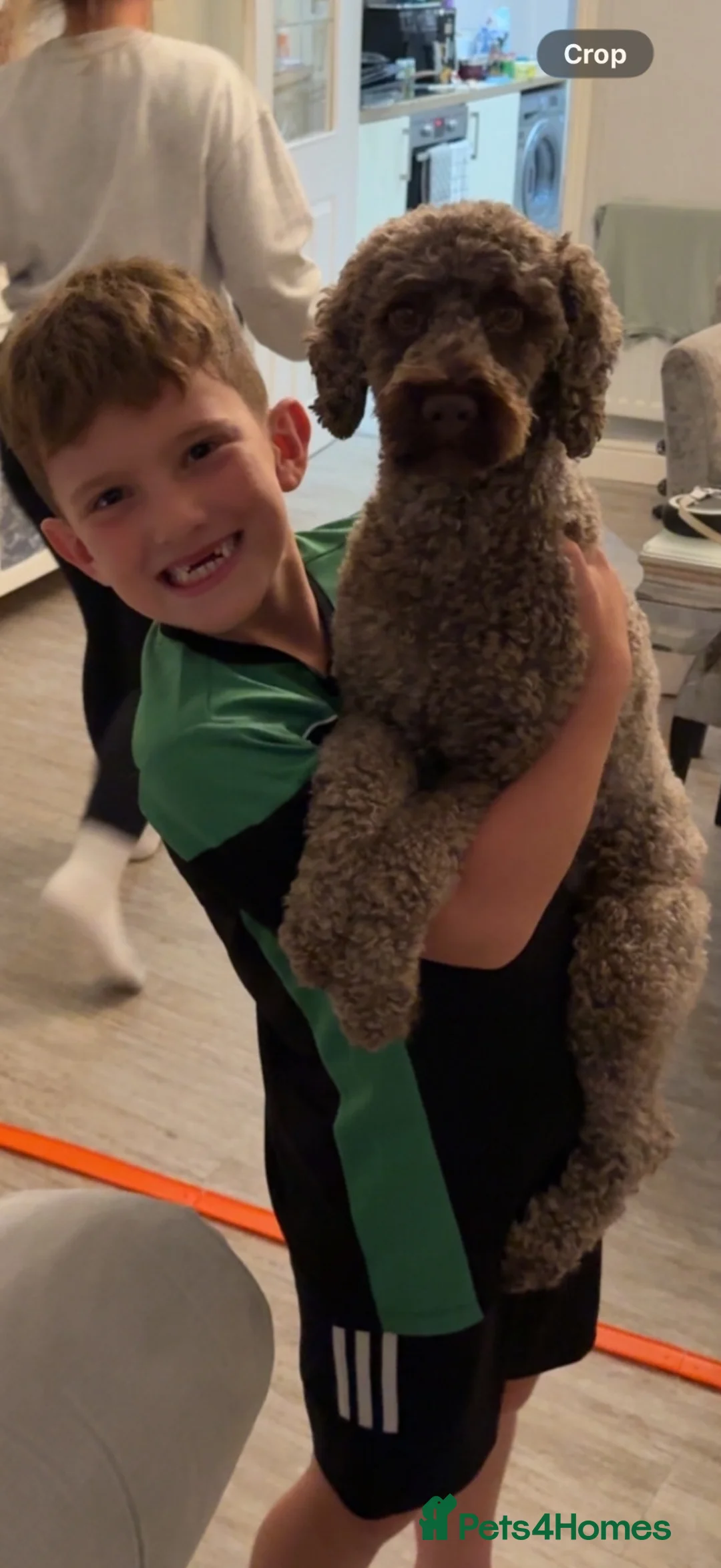 Cockapoo dogs for stud: ALBUS – HANDSOME F2 COCKAPOO AVAILABLE FOR STUD - Advert 2