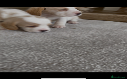 Beagle dogs for sale: Davicard/duffosee beagles - Image 10
