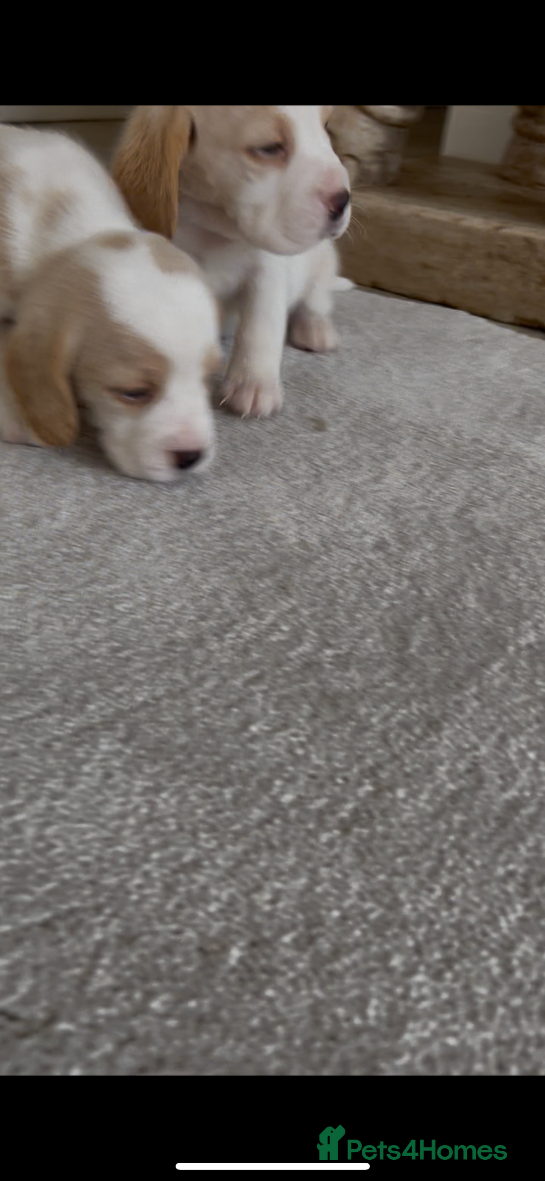 Beagle dogs for sale: Davicard/duffosee beagles - Image 10