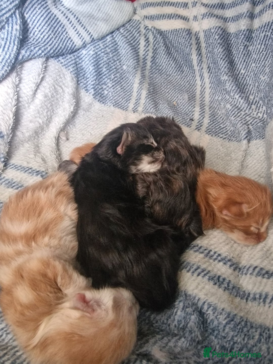 Maine Coon cats for sale: Planned summer babies looking for forever homes - Image 18