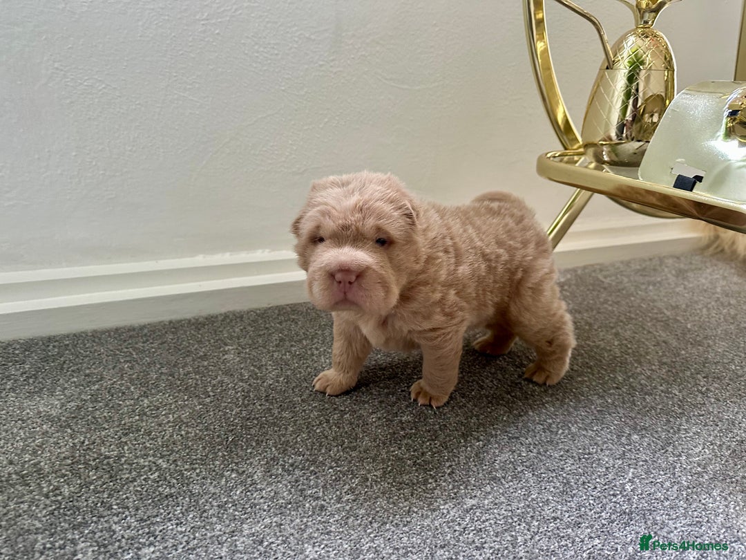Shar Pei dogs for sale: Top quality bear coat sharpei  - Image 24